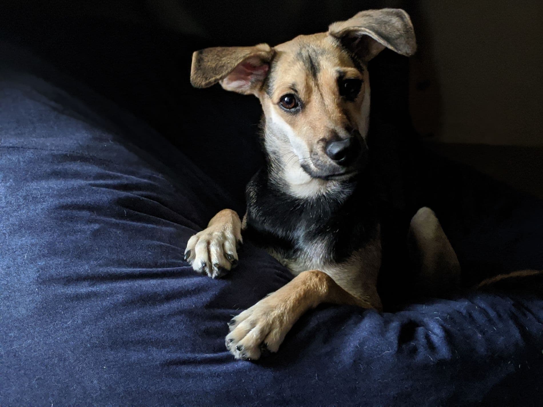 Nick's cheagle(chihuahua beagle), Dill